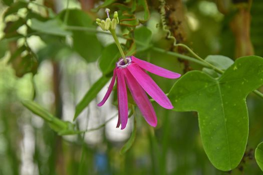 Close up of Passiflora Nigradenia, Passion Flower in a garden conservatory