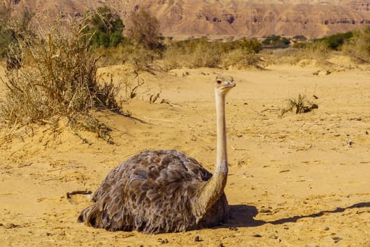 Ostrich, in the Yotvata Hai-Bar Nature Reserve, the Arava desert, southern Israel