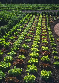 A large display of varieties of lettuce in the vegetable garden of a country house