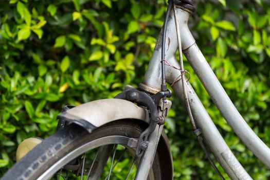Front wheel of old bicycle parked at tree wall