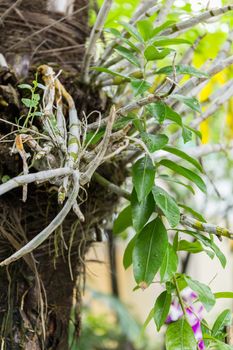 Orchid is hung on the tree in the home garden.
