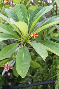 Plumeria flowers in a garden in Thailand.