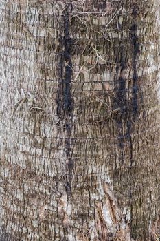 Bark of tree close-up to reveal details.