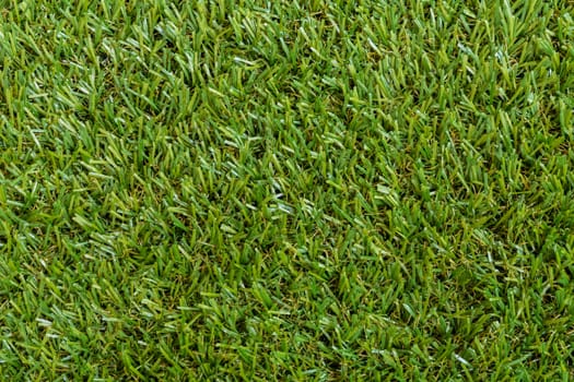 Green grass texture background of a field.