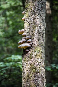 Tree trunk with parasitic tree fungi