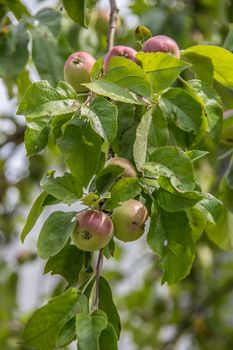 ripe apples on the branch