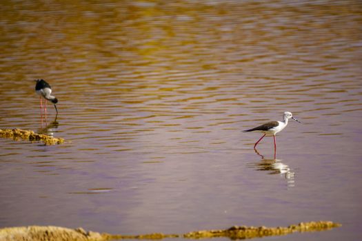 Black-winged Stilt (Himantopus himantopus) in the Eilat Ornithological Park, southern Israel