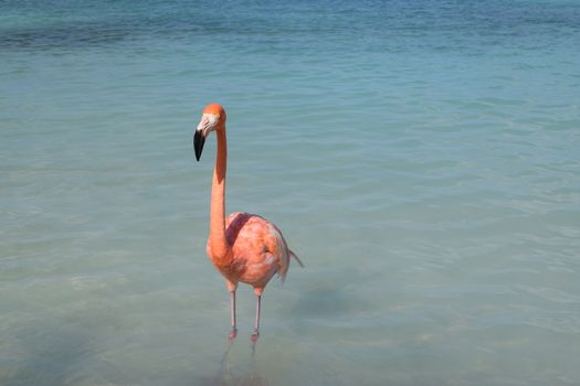 Aruba, Renaissance Island, Caribbean Sea. Sunny beach with white sand, coconut palm trees and turquoise sea. Summer vacation, tropical beach and pink flamingos