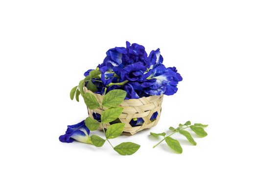 fresh butterfly pea flowers in bamboo basket isolated on white background