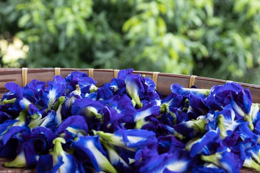 fresh butterfly pea flower in bamboo tray