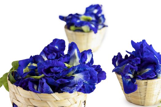 fresh butterfly pea flowers isolated on white background