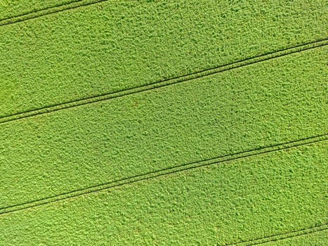 Aerial picture, green field, as a background and texture, abstract