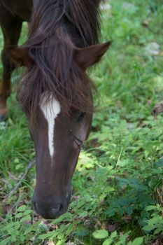 white brown horses on pasture