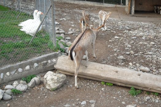 Animals in the natural park in Geneva, Switzerland - Geneva is famous for his park with animals