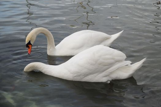 Geneva, Switzerland. Classical view of lake Geneva with waterfowl white swans by quay, the symbols of Geneva. Beautiful romantic scenery of Swiss city.