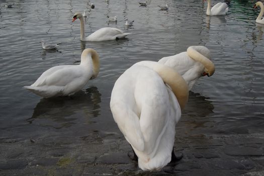 Geneva, Switzerland. Classical view of lake Geneva with waterfowl white swans by quay, the symbols of Geneva. Beautiful romantic scenery of Swiss city.