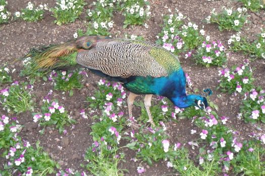 Animals in the natural park in Geneva, Switzerland - Geneva is famous for his park with animals