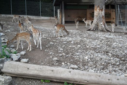 Animals in the natural park in Geneva, Switzerland - Geneva is famous for his park with animals