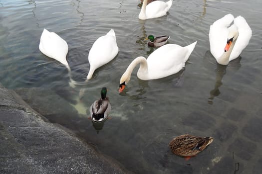 Geneva, Switzerland. Classical view of lake Geneva with waterfowl white swans by quay, the symbols of Geneva. Beautiful romantic scenery of Swiss city.