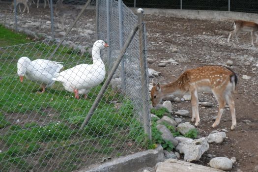 Animals in the natural park in Geneva, Switzerland - Geneva is famous for his park with animals