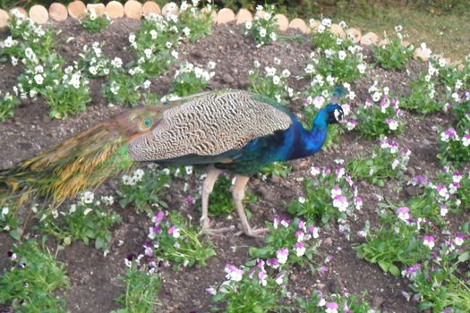 Animals in the natural park in Geneva, Switzerland - Geneva is famous for his park with animals