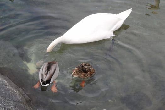 Geneva, Switzerland. Classical view of lake Geneva with waterfowl white swans by quay, the symbols of Geneva. Beautiful romantic scenery of Swiss city.