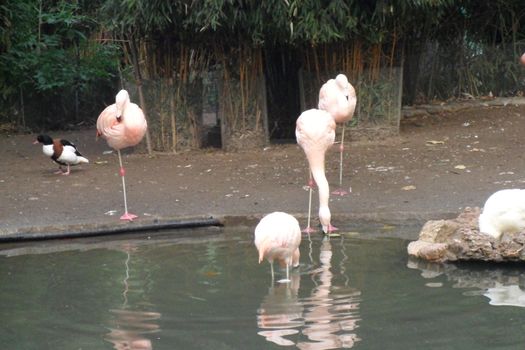 Animals in the natural park in Geneva, Switzerland - Geneva is famous for his park with animals