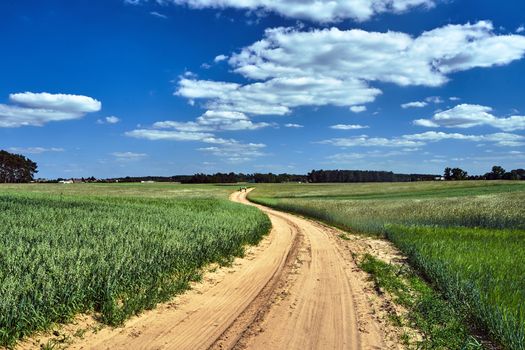 Rural landscape with a dirt, sandy road and arable fields in Poland