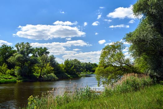 Trees and thickets on the banks of the Warta river in Poland