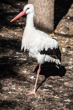 Storks in the forest