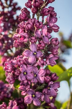 japanese spring Cherry blossoms