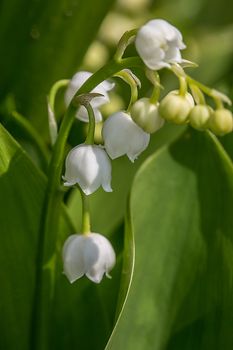 Lily of the Valley