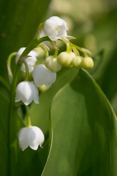 Lily of The Valley