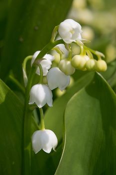 Lily of The Valley