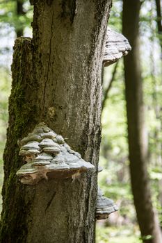Tree with tree fungi as parasites