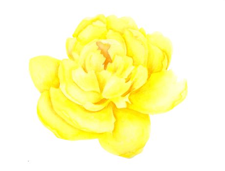 Light yellow peony flower head isolated on white background. Watercolor botanical illustration. Hand drawn