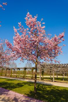 an explosion of blooming cherry tree in a park
