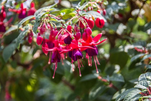 red fuchsia flowers in the garden