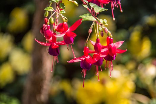 red fuchsia flowers in the garden