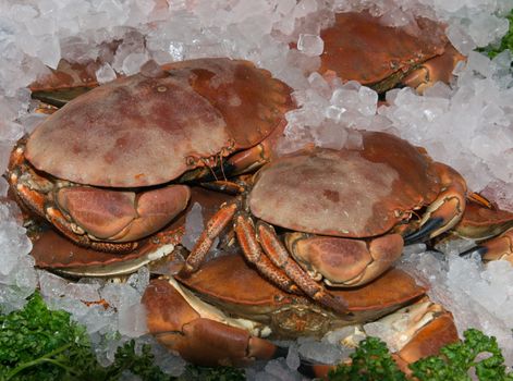 Fresh Shetland Crab