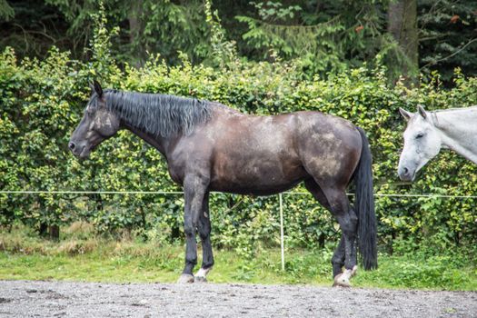 Horses in a paddock