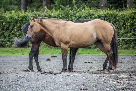 Horses in a paddock