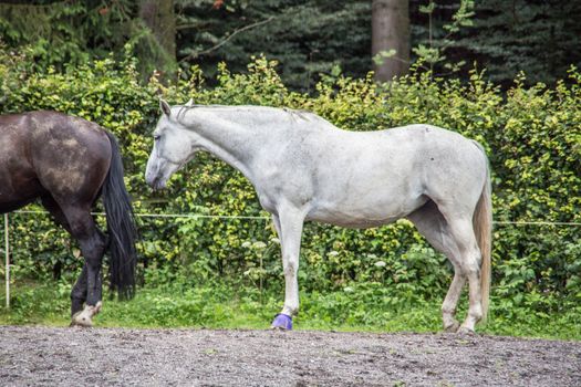 Horses in a paddock