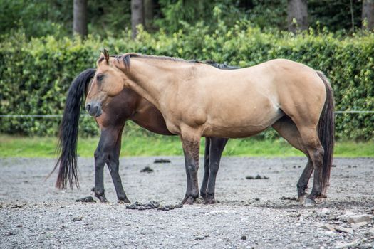 Horses in a paddock