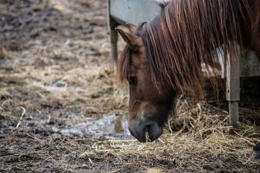 Horses in a paddock