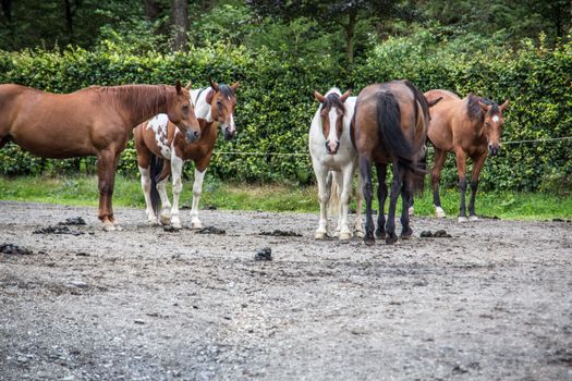 Horses in a paddock