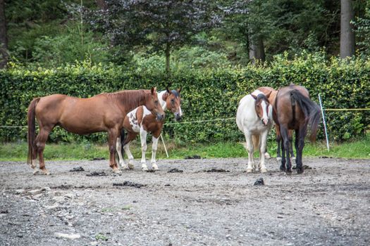 Horses in a paddock