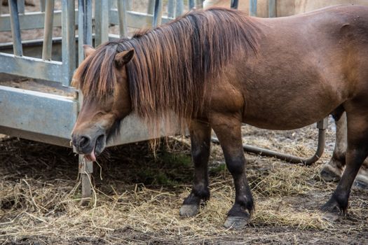 Horses in a paddock