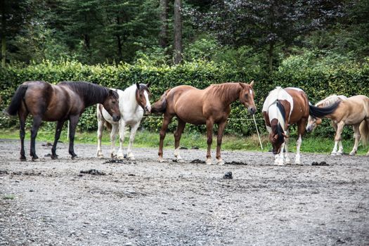 Horses in a paddock