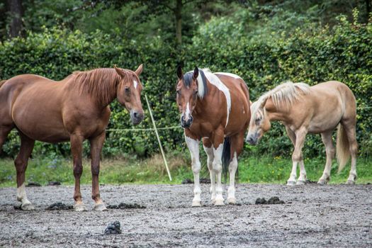 Horses in a paddock